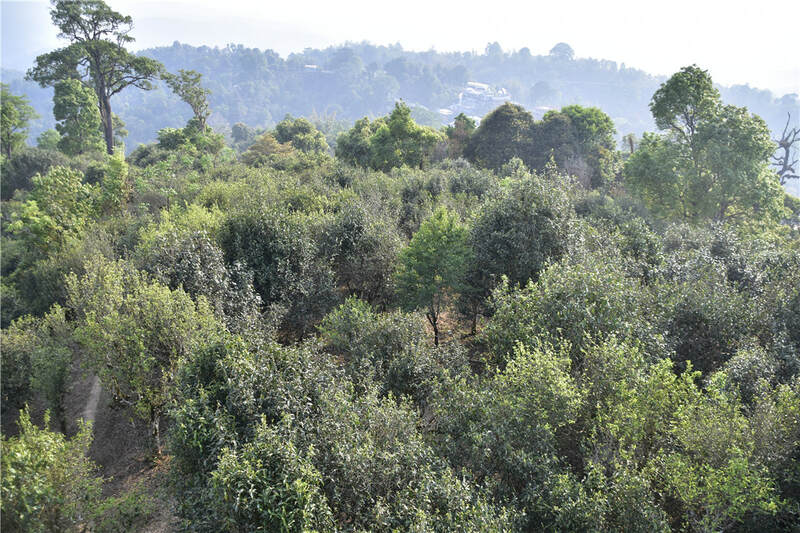 茶区：普洱市茶叶地理以及口感特点-图片3