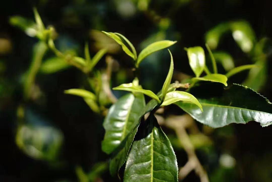 【茶香西双版纳】普茶名山：布朗山老班章
