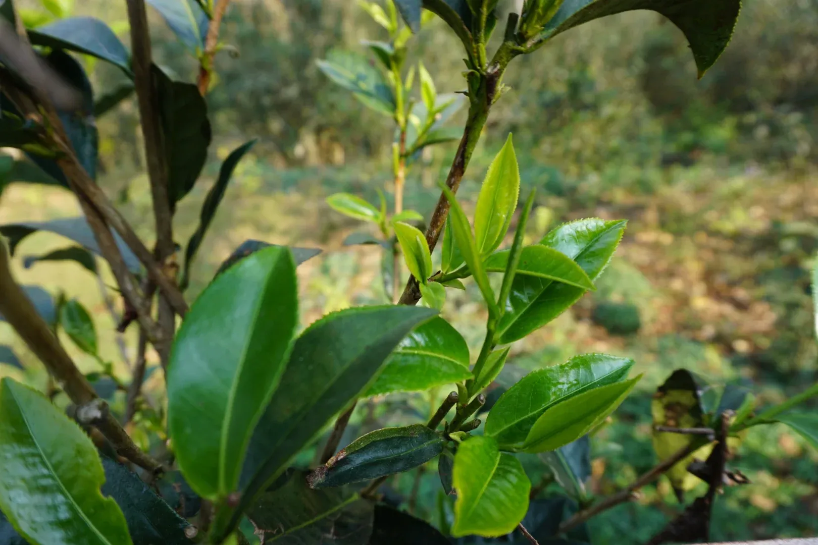 昔归普洱茶的来历以及特点有哪些？-图片2
